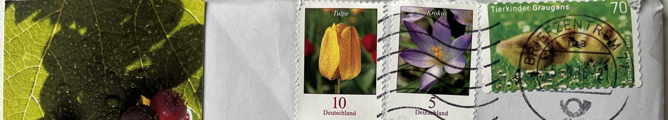 Umschlag: Briefmarken (Tulpe, Krokus, Graugans) und Poststempel vom 5. 9. 2016