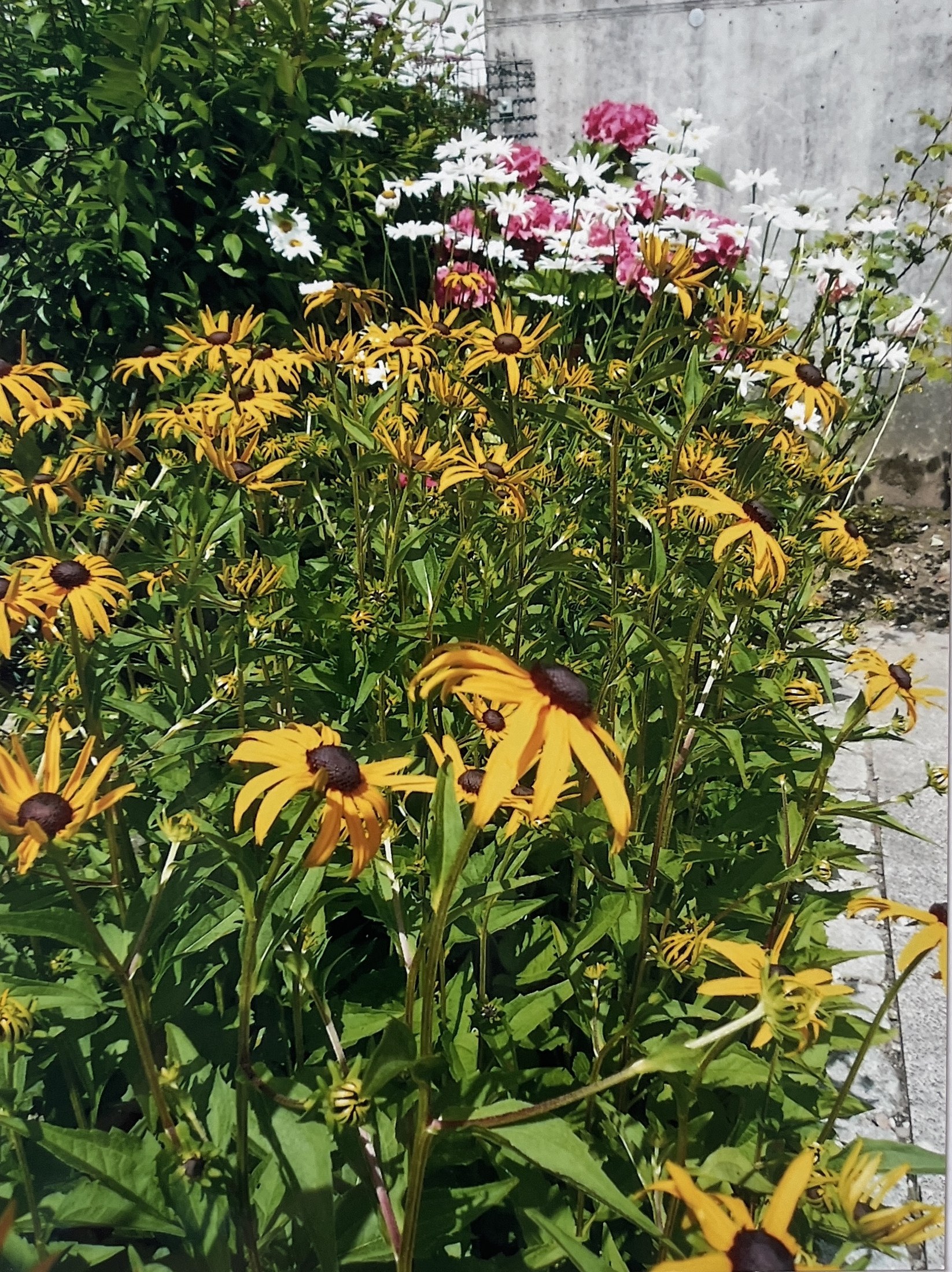 Beigelegtes Foto: Beet mit Sonnenhut, Margeriten und Phlox an einer Mauer